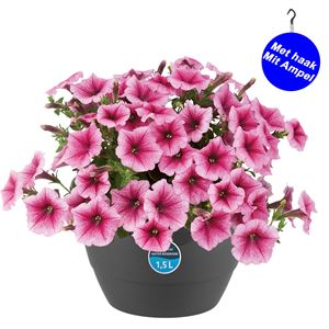 Bild von HP27 o.kl. Petunia Rose vein